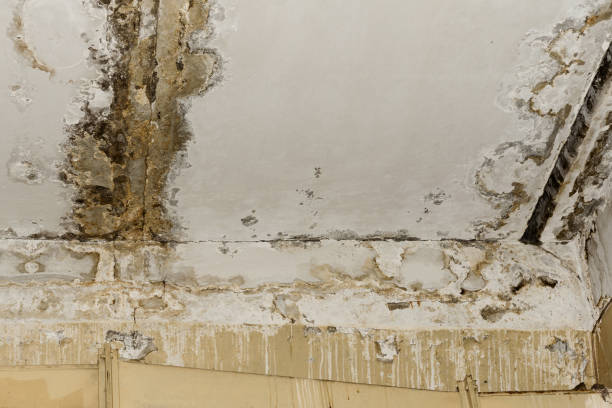 Mold Remediation for Rental Properties in Harrisburg, SD