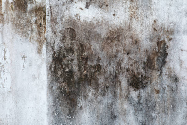 Best Real Estate Mold Inspection  in Harrisburg, SD