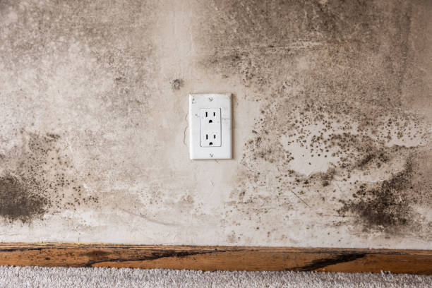 Mold Documentation for Insurance Claims in Harrisburg, SD