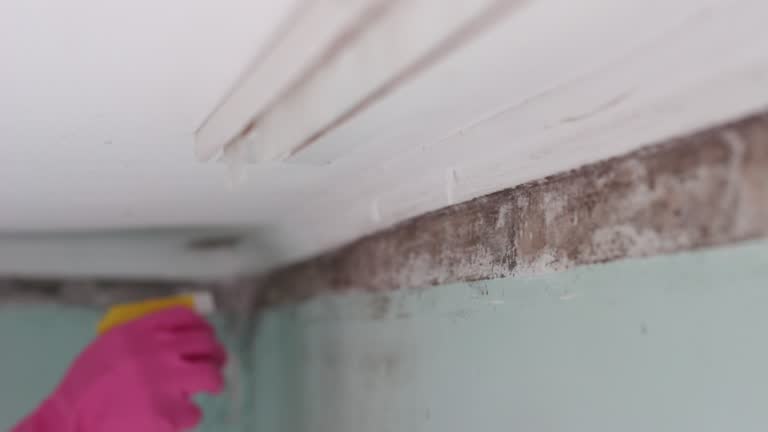 Best Asbestos and Lead Testing During Mold Inspection  in Harrisburg, SD