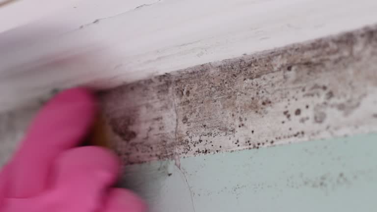 Best Mold Remediation for Healthcare Facilities  in Harrisburg, SD